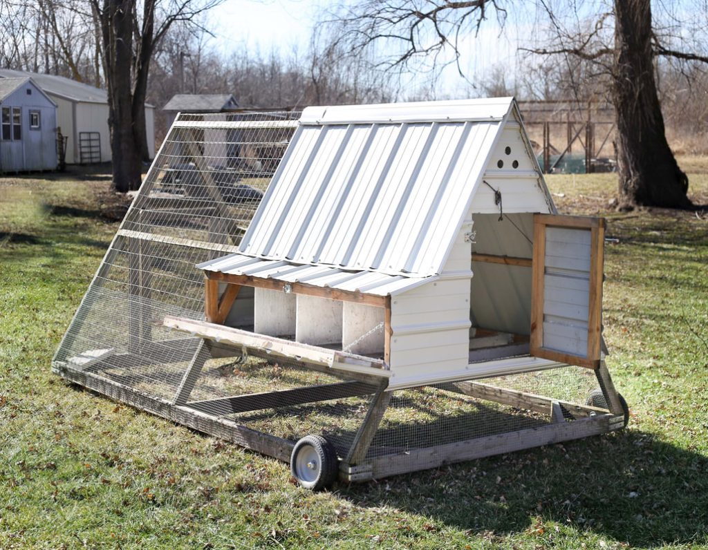 Chickens in a chicken tractor aerating the ground.
